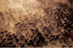 An aerial view of a herd of Cape buffalo.